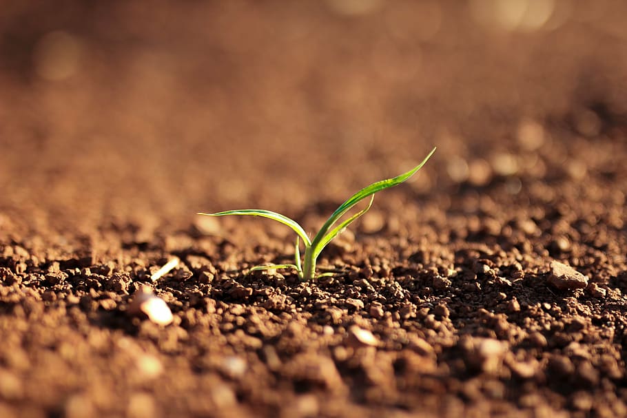 green, leaf plant, sprouting, soil, nature, landscape, plant, grow, growth, dirt