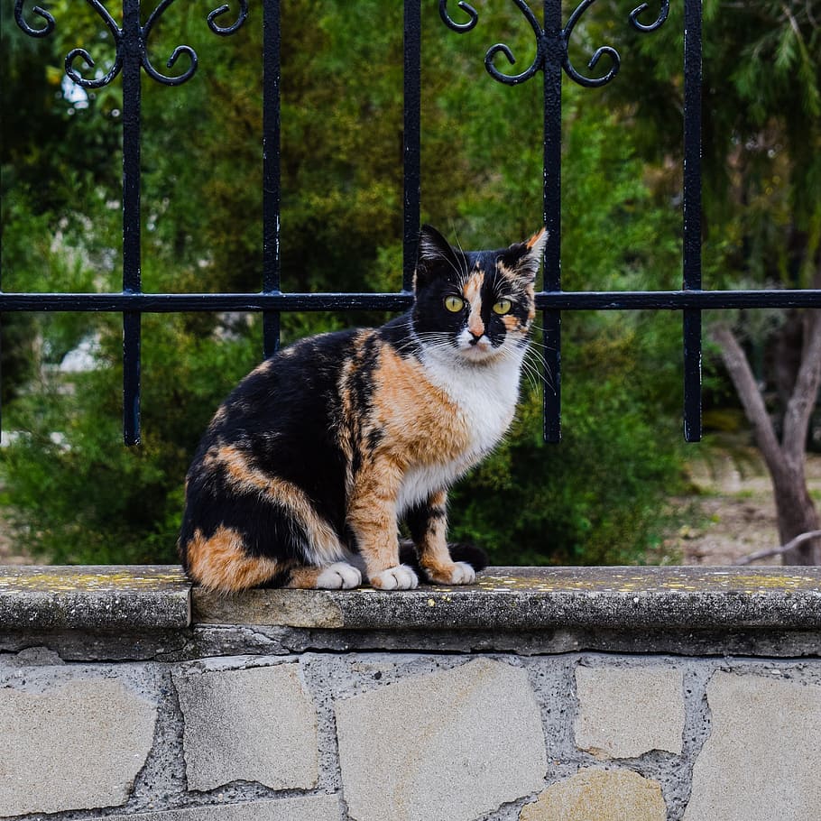 calico, cat, gray, concrete, pavement, stray, curious, surprised, animal, cute