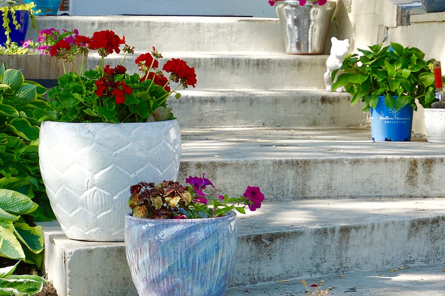 potted, plants, concrete, staircase, stairs, flowers, flower pots, steps, garden, suburban