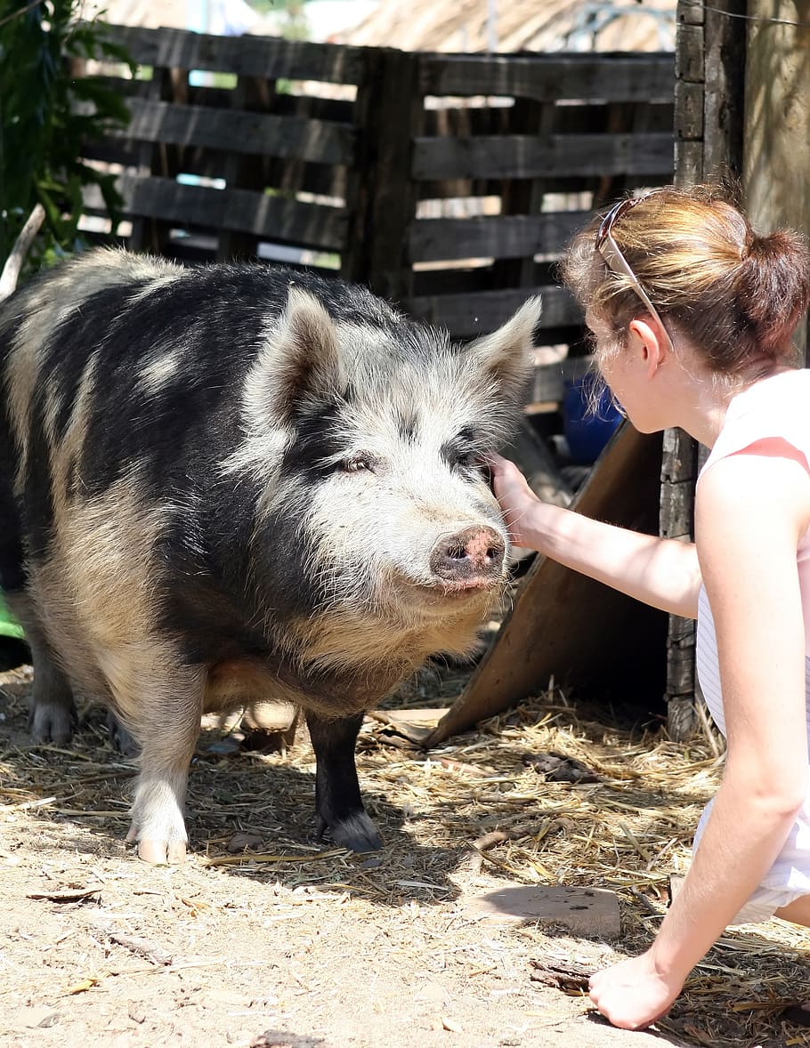 woman, touching, face, black, gray, pig, animal, bacon, big, boar