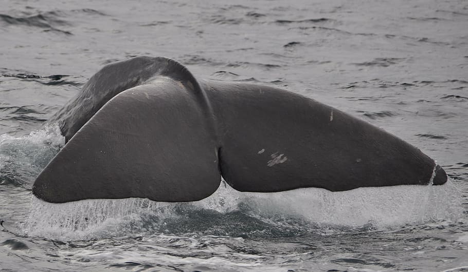 gray whale fin, wal, welsh, sperm whale, norway, fin, marine mammals, diving, sea, mammal