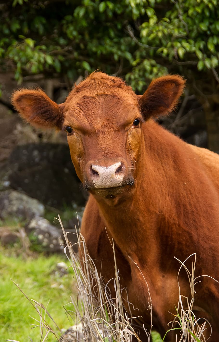 brown cattle, calf, cattle, stock, brown, white, young, pink nose, farm, beef