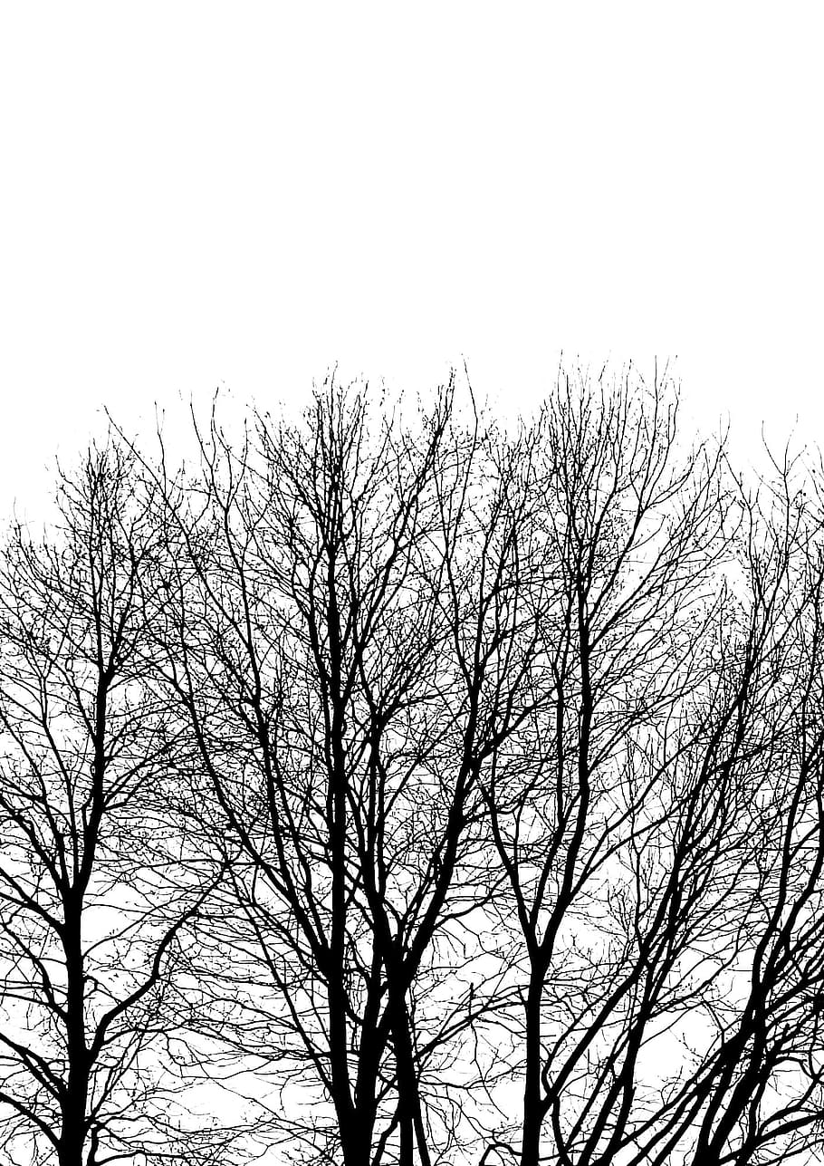 Árbol, rama, tronco, follaje, contraste, árbol, invierno, bosque, ramas de árboles, luz y sombra