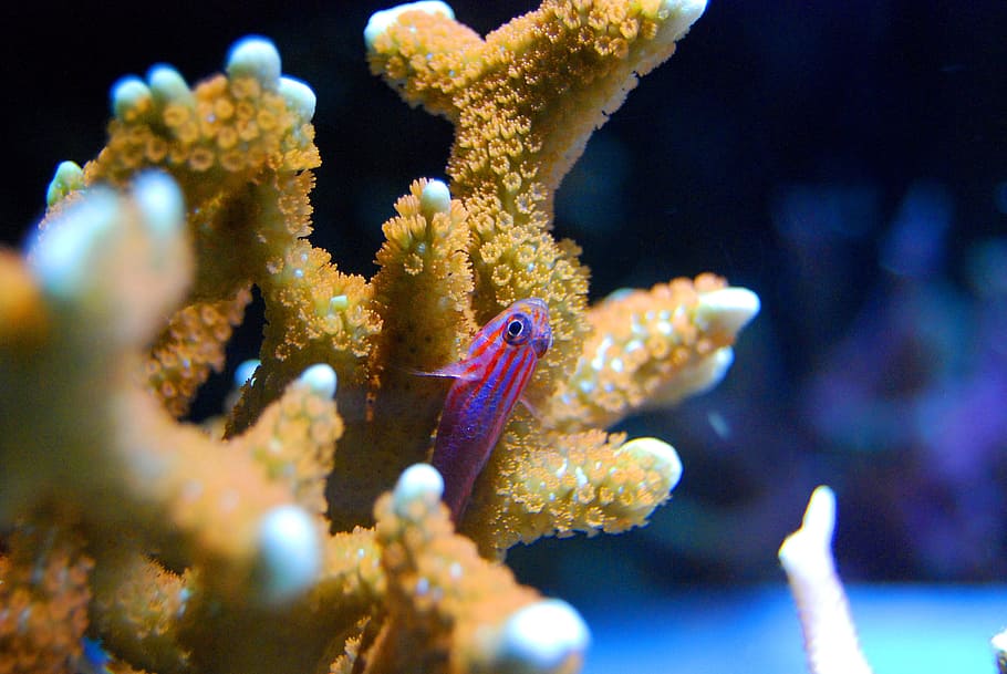 purple, guppy, coral, fish, red, sea, underwater, reef, marine, ocean