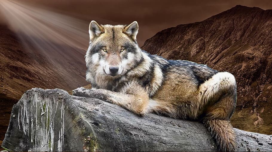lobo, animal, salvaje, naturaleza, fauna silvestre, temas de animales, animales en la naturaleza, mamífero, un animal, roca