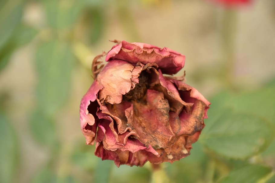 Dry, Photo, rose, nature, rose - Flower, plant, leaf, close-up, flower, red