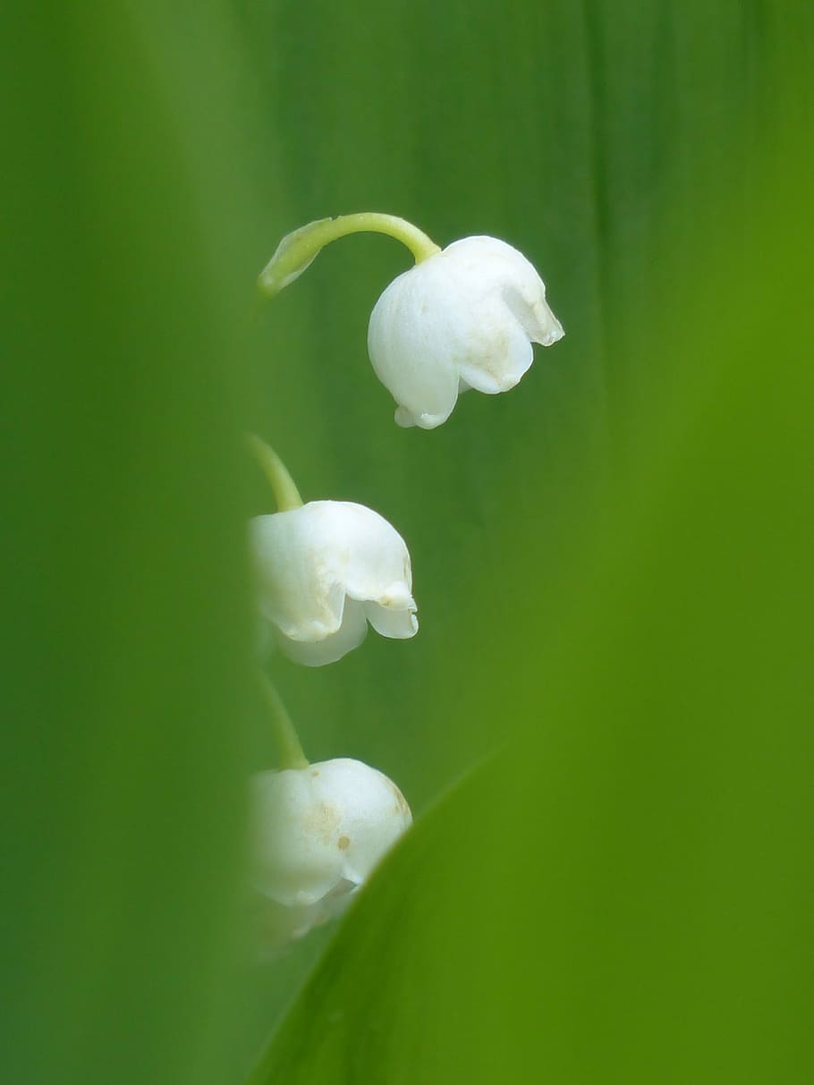 focus photography, white, flowers, lily of the valley, blossom, bloom, flower, convallaria majalis, asparagus plant, plant