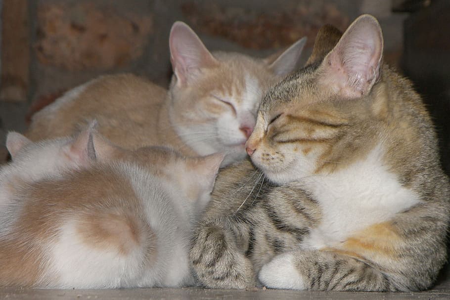 cats, family, kitten, love, together, ease, rest, gatos, domestic, pets