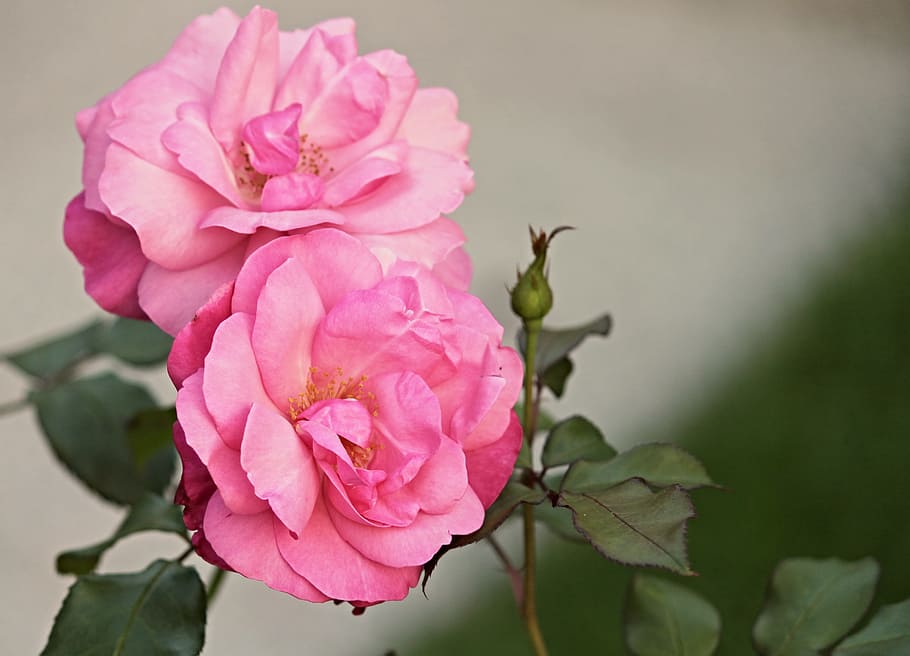 pink petaled flower, heck roses, pink corymbifera, bush rose, wild rose, pink, blossom, bloom, bush, nature