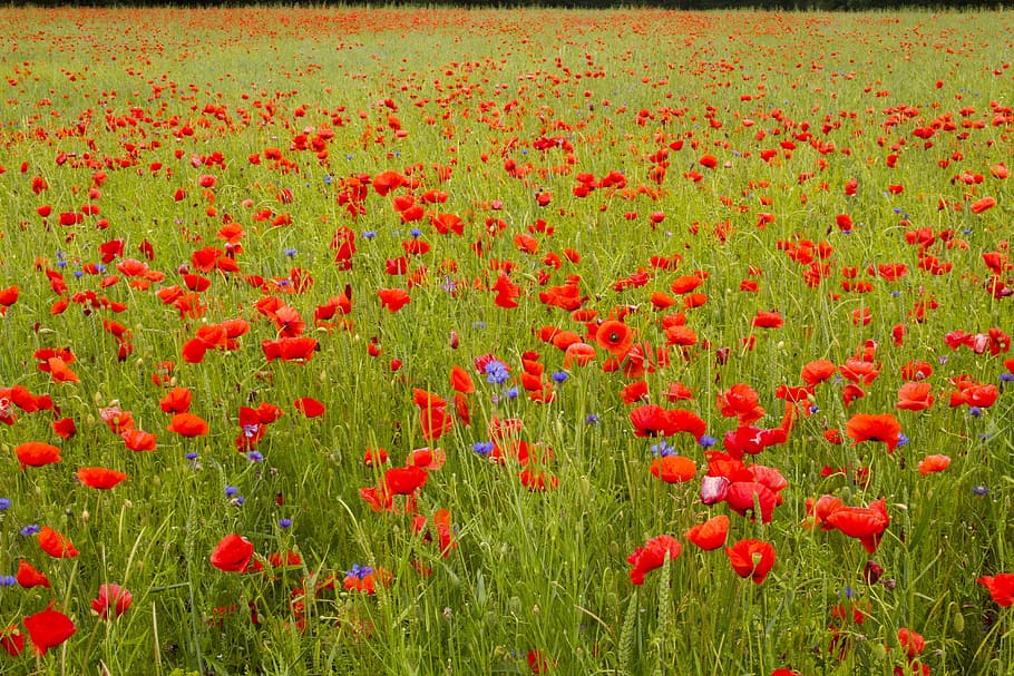 Poppy, Field, Poppies, Meadow, field of poppies, red, red poppy, thriving mohnfeld, nature, flower