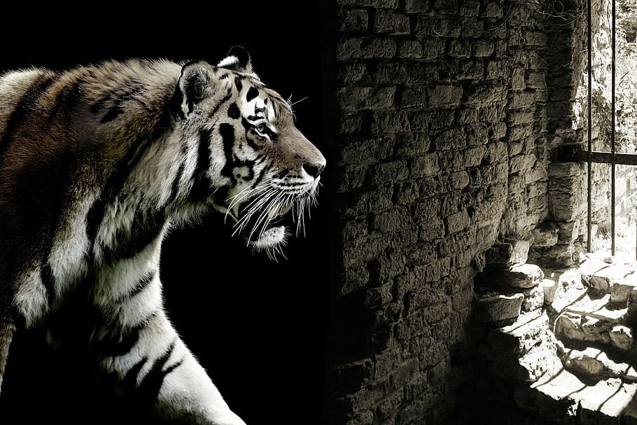 tiger inside cave, tiger, cat, caught, cage, dungeon, prison, dom, captivity, exploitation