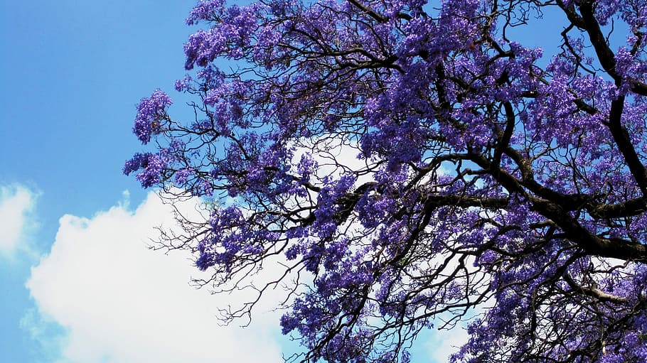 花, ジャカランダ, 紫, クラスター, トランペット型, 曲がりくねった枝, 純粋な色, 可憐, 空, 青