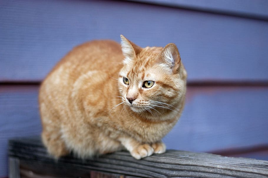orange tabby, cat, fence, outdoor, animal, cute, pet, furry, wooden, domestic