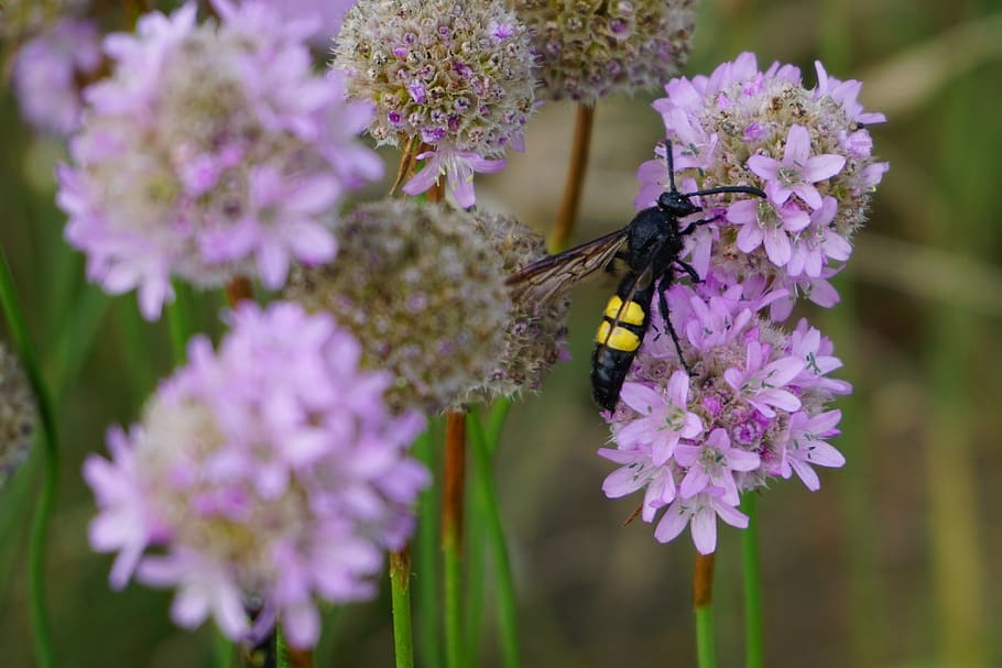 dagger wasp, wasp, insect, close up, flowering plant, flower, animal themes, vulnerability, fragility, animal wildlife