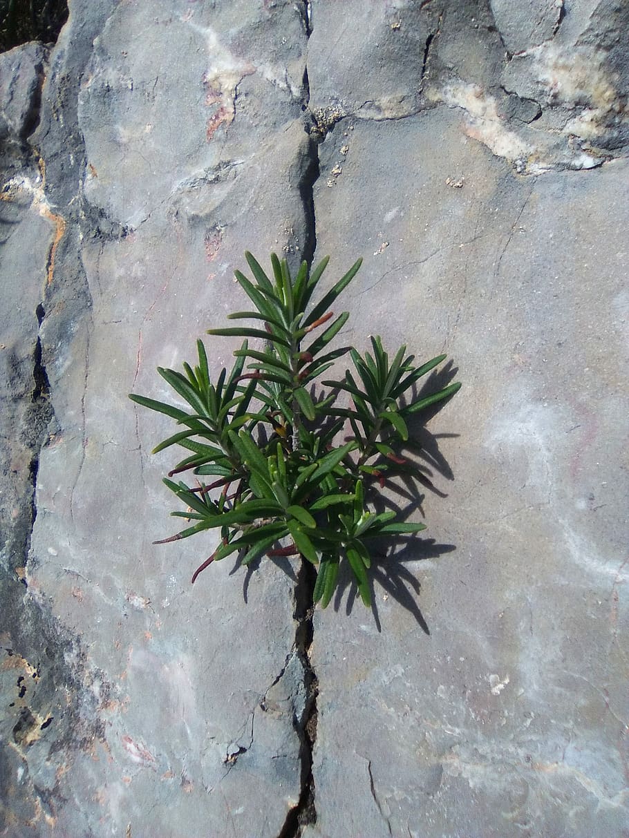 crack, rosemary, survival, concepts, growth, plant, nature, day, wall - building feature, green color
