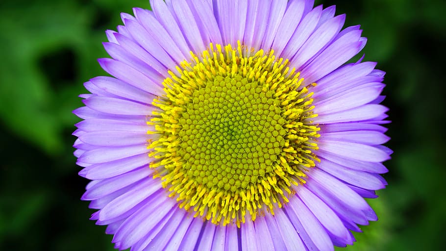 nature, purple, lavender, flower, petals, bloom, sunflower, flowering plant, beauty in nature, yellow