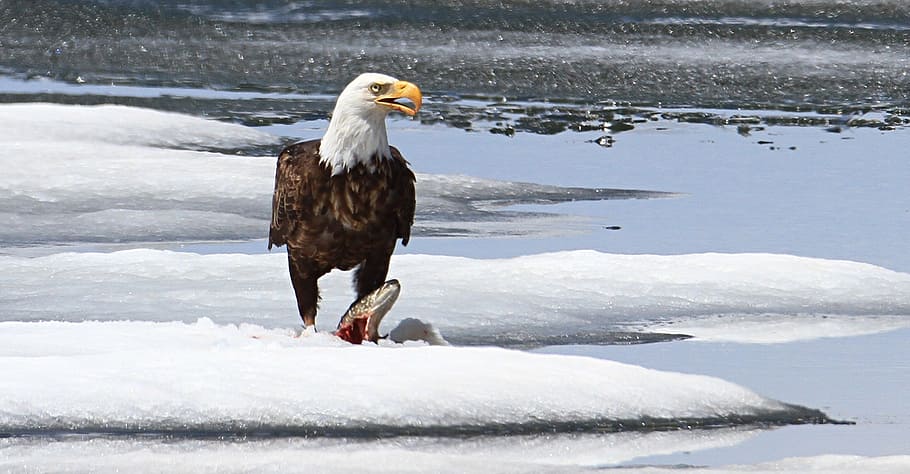eagle, stepping, animal, snow-covered, ground, bald eagle, eating, fish, wildlife, nature
