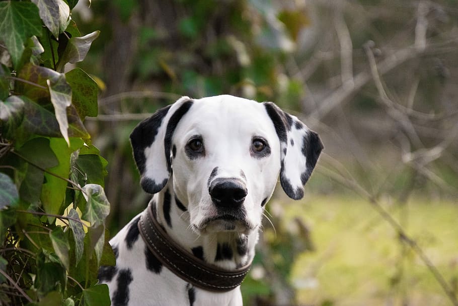 white, black, dalmatian dog, plants, animal, mammal, dog, cute, pet, dalmatians