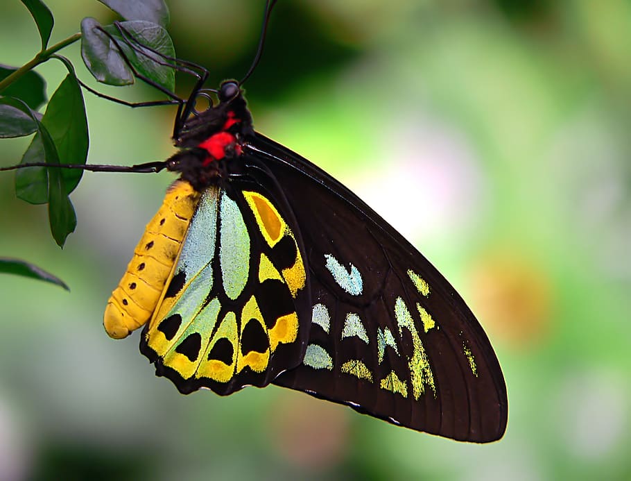 Cairns, Birdwing, monarch, butterfly, insect, invertebrate, animal wildlife, animal themes, animals in the wild, animal wing