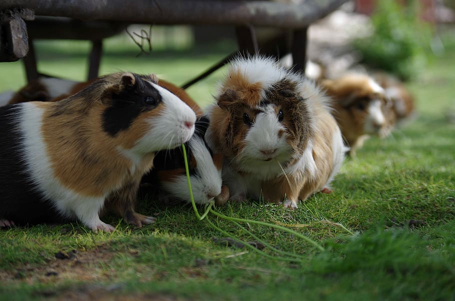 can you keep guinea pigs outside