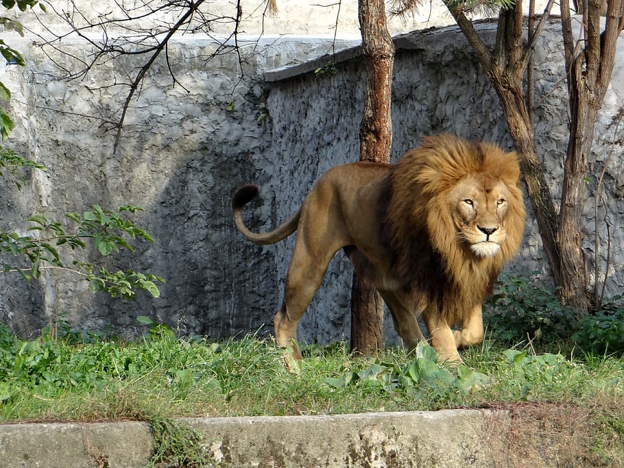 brown, lion, green, grass, mammal, the king of beasts, animal, feral cat, predator, wild animals