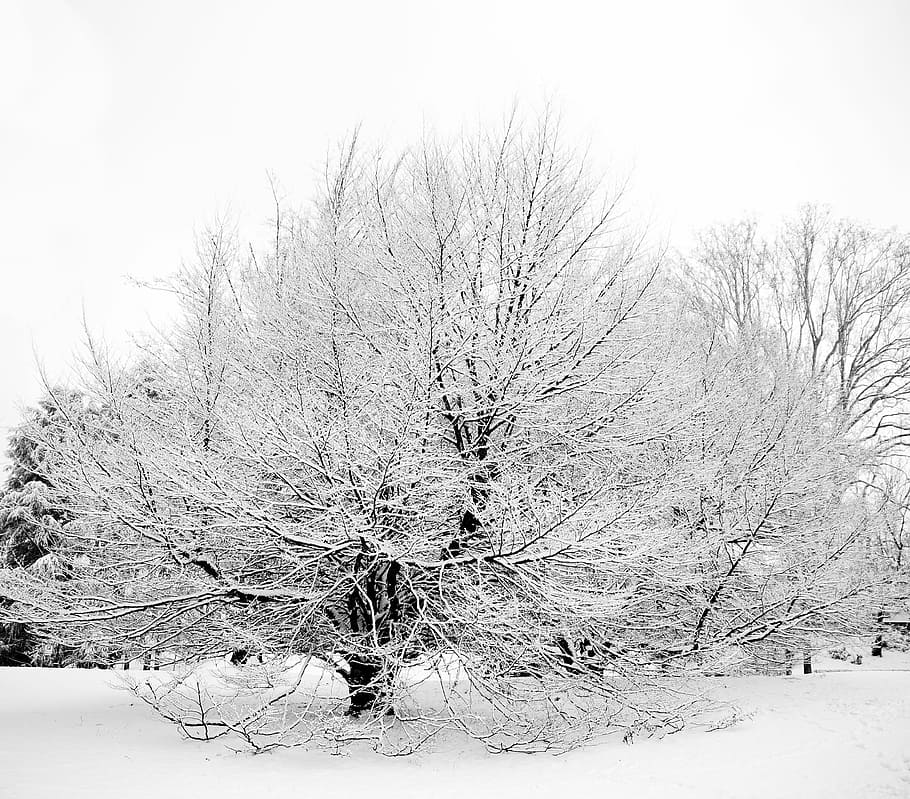 Nieve, árbol, Italia, Turín, invierno, temperatura fría, naturaleza, escena tranquila, escena rural, árbol desnudo