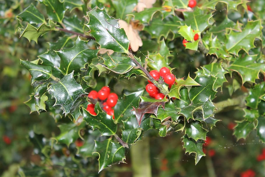 ilex, holly, periwinkle, food and drink, food, fruit, leaf, growth, plant part, healthy eating