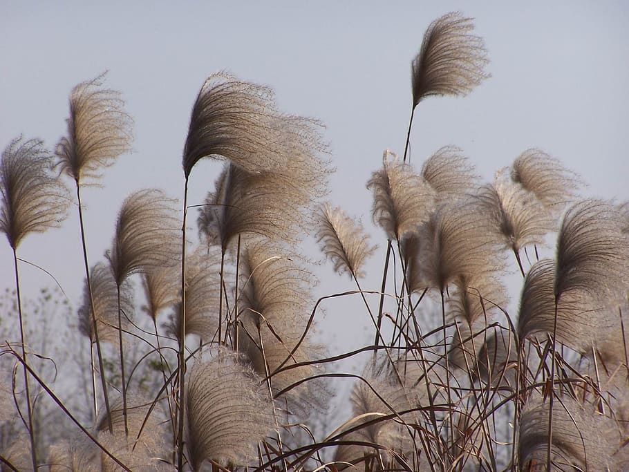 pampas grass, reed, weeds, river, plants, wetland, nature, black and white, autumn, dried