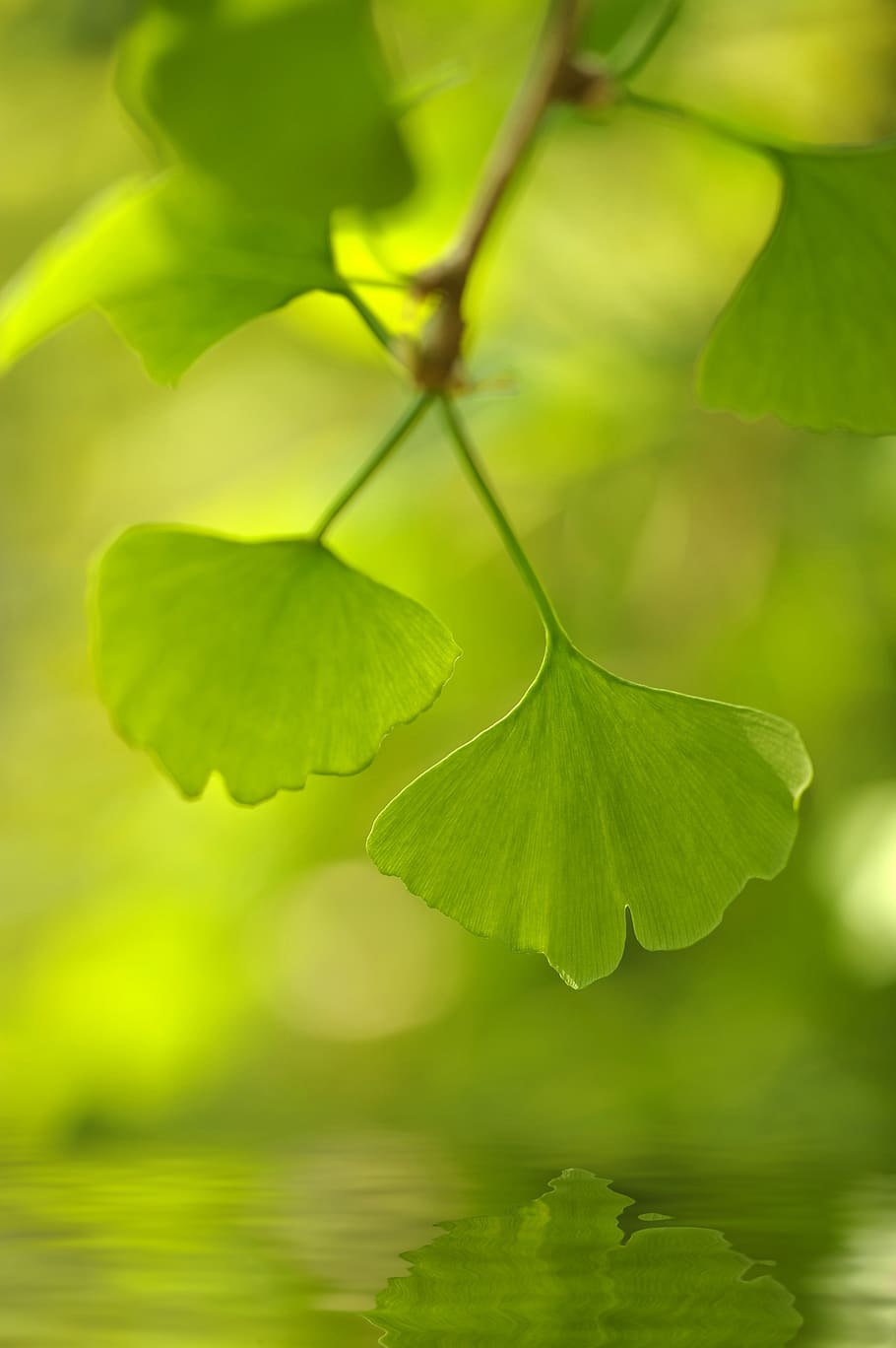 ginkgo, tree, leaves, mirroring, branch, deciduous tree, nature, garden, green, leaf
