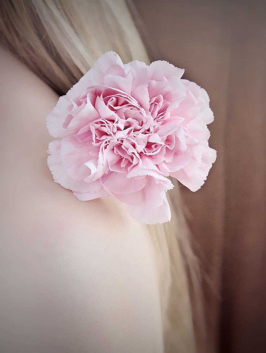 close-up photography, pink, carnation flower, Flower, Carnation Pink, carnation, pink flower, blossom, bloom, petals