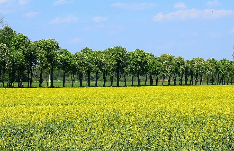 yellow, flowers, surrounded, trees, daytime, field crops, rapeseed, blooming rapeseed, yellow box, landscape