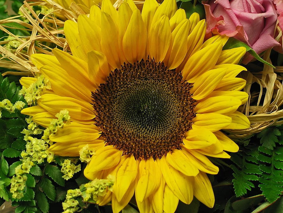 sun flower, flower, yellow, blossom, bloom, nature, summer, beautiful, bee, garden