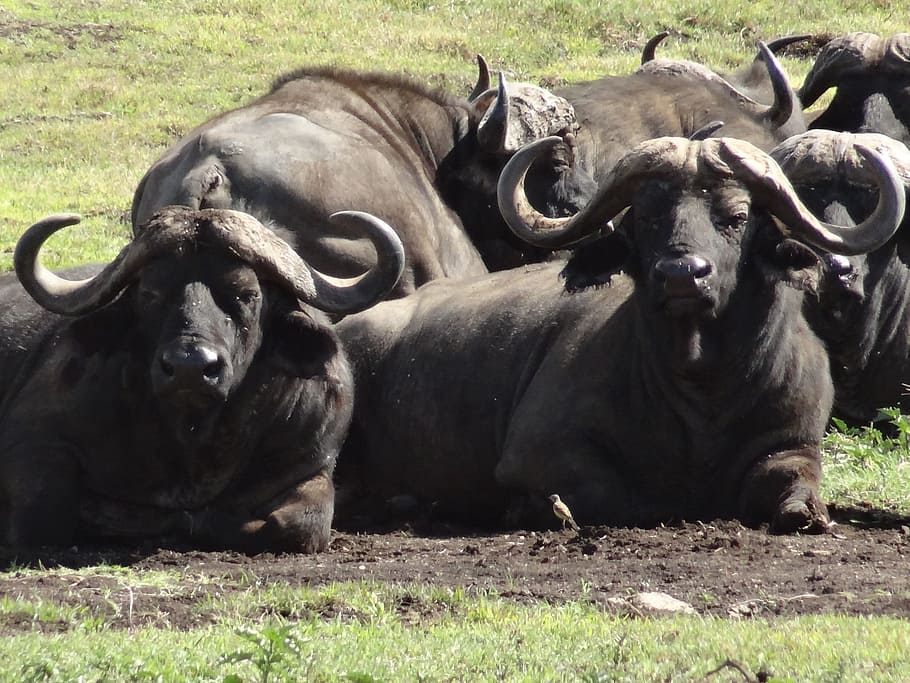 Buffalo, Look, Mud, animal, african Buffalo, wildlife, safari Animals, nature, africa, water Buffalo