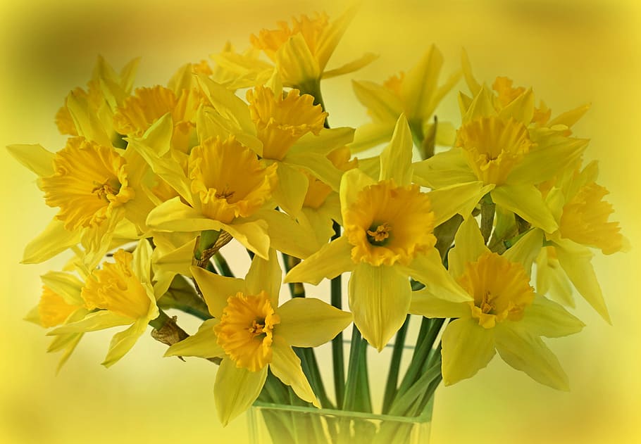 bokeh photography, yellow, daffodils, osterglocken, flowers, spring, bouquet, flora, decorative, spring flowers
