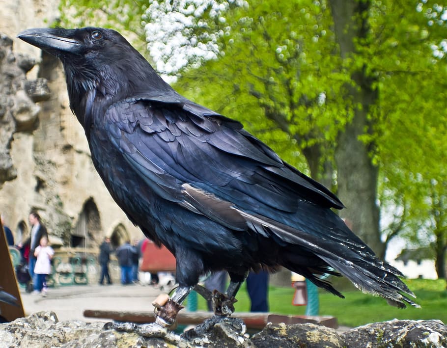 close, short-beak, black, bird, raven, animal, macro, beak, feathers, vertebrate
