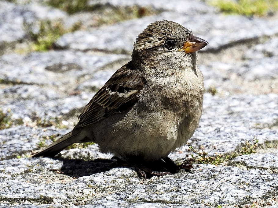 gray bird, house sparrow, sperling, bird, songbird, garden bird, nature, animal, animal themes, animal wildlife