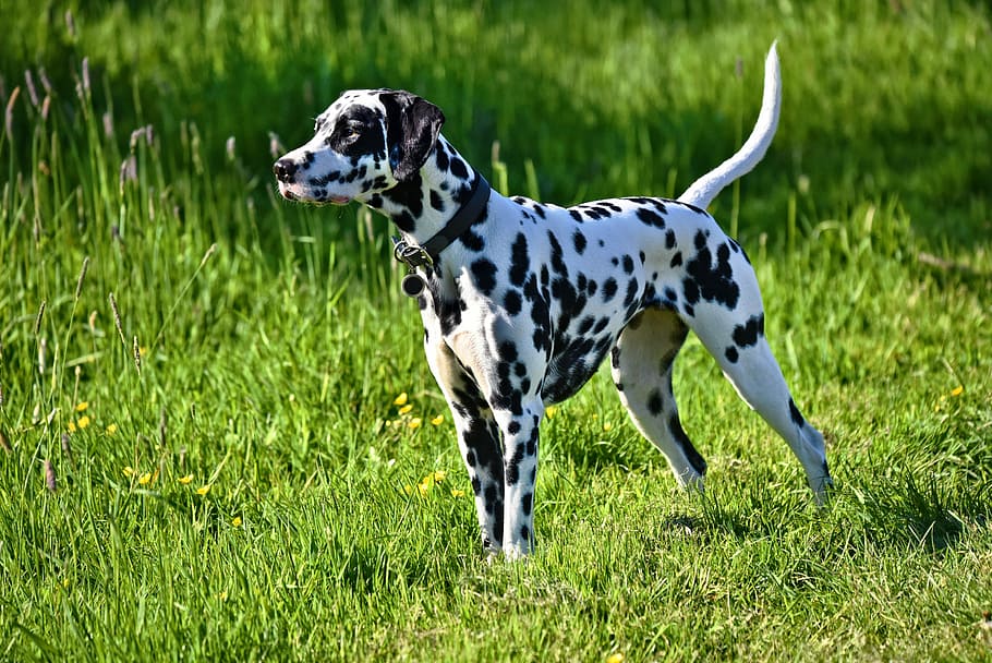 adult, black, white, dalmatian, grass field, dalmation dog, dog, animal, mammal, canine