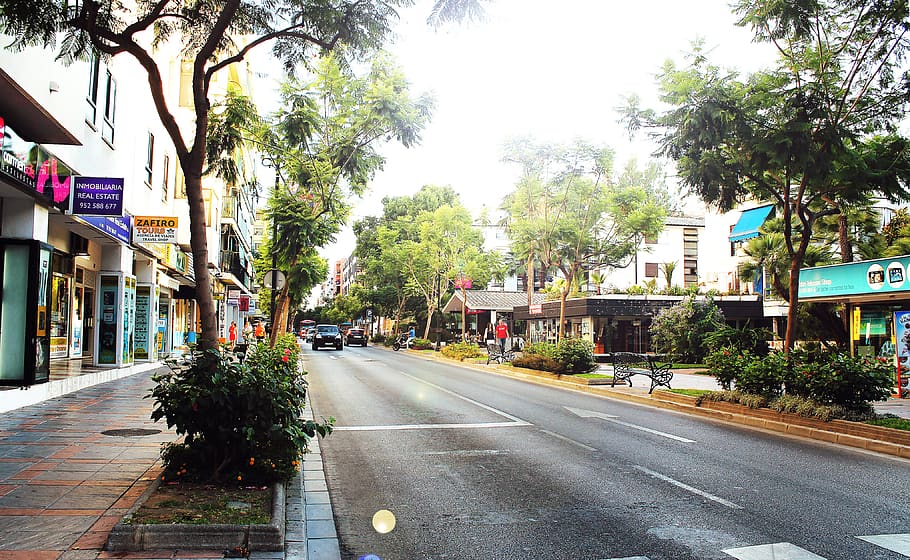 street, sidewalk, stores, shops, trees, road, city, urban, tree, plant