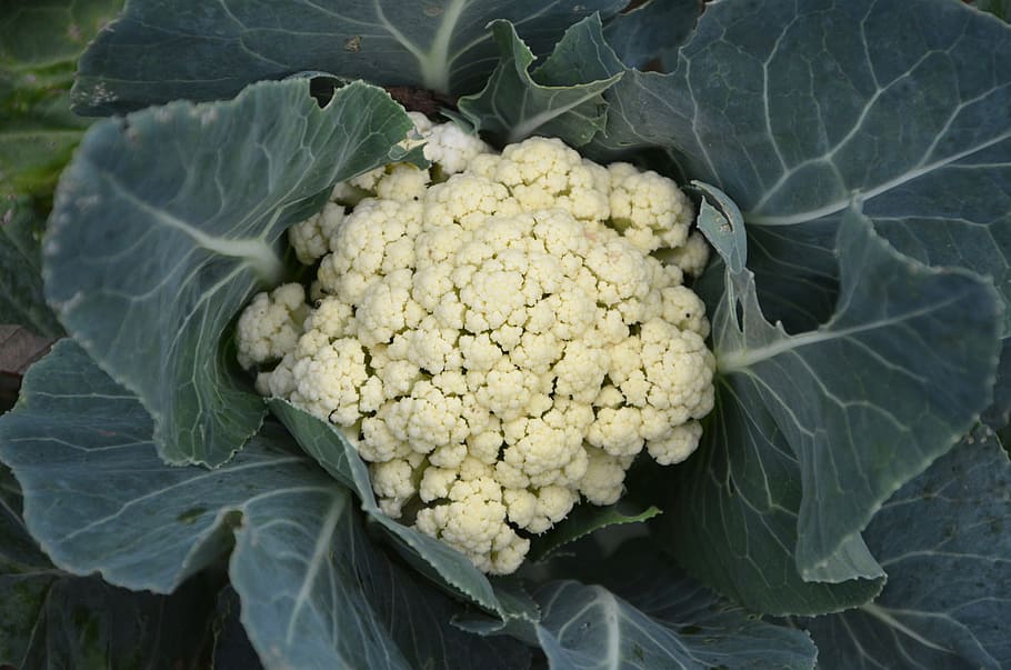 cauliflower, vegetable, eat, dietetic, kitchen, organic cuisine, vitamins, vegetarian, food, food and drink