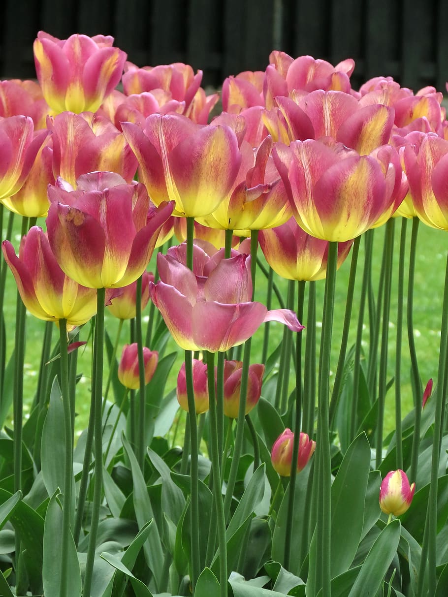 tulipanes, loro, brillante, jardín, Flor, planta floreciente, planta, frescura, vulnerabilidad, belleza en la naturaleza
