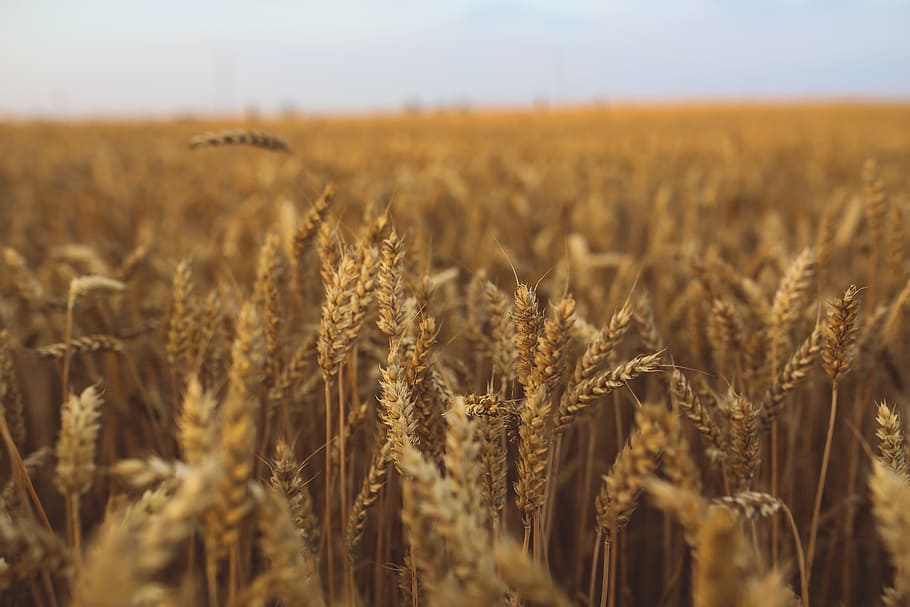 selectivo, fotografía de enfoque, trigo, dorado, grano, campo, verano, cosecha, fibra, desayuno