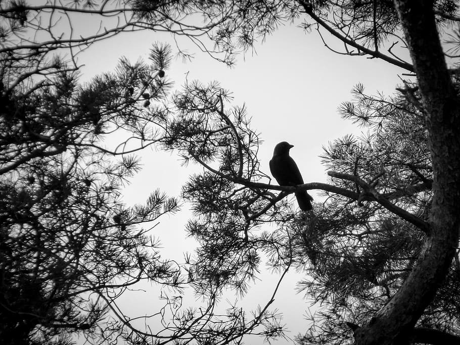 black white, raven, autumn, bird, branches, raven bird, crow, black, darkness, digital art