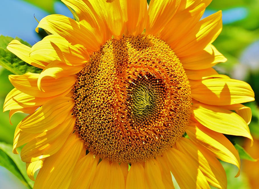 bunga matahari, musim panas, taman, mekar, kuning, helianthus, alam, dekat, serbuk sari, makro