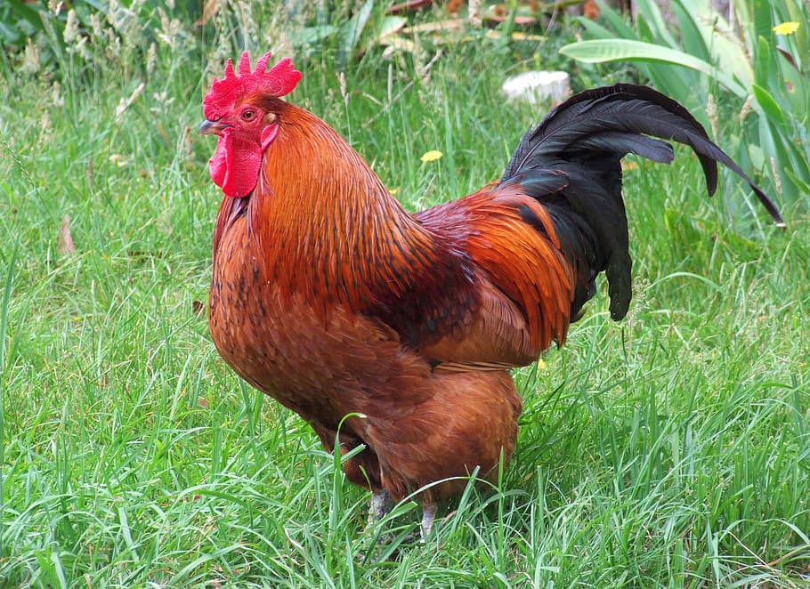red, black, rooster, grass field, rhode island red, chicken, poultry, bird, fowl, nature