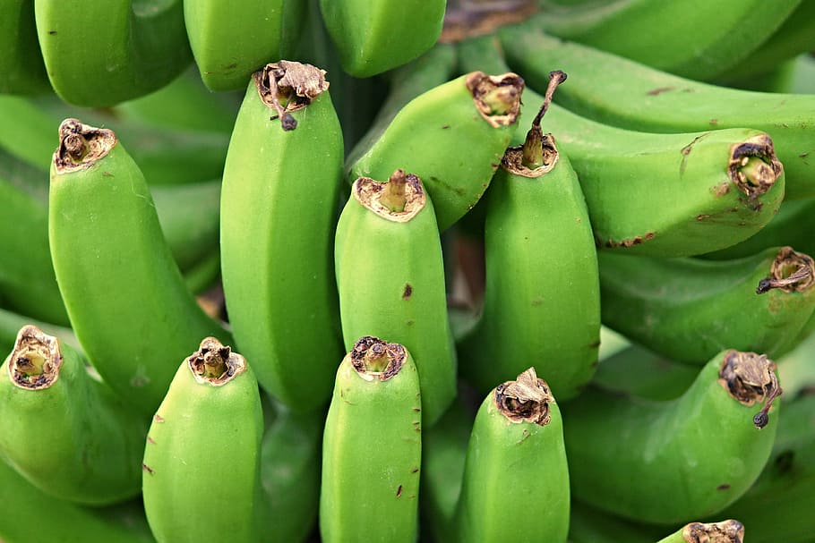 バナナ, バナナ低木, トロピカルフルーツ, 未熟, 緑, 成熟, ビタミン, 果物, 熱帯, 曲がった