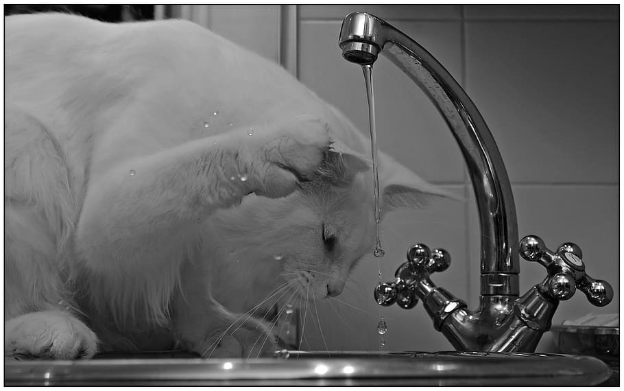 cat, hangover, white, black white, water, faucet, pet, remote access, witty, funny