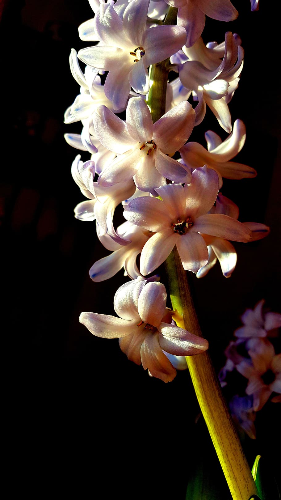 close-up, macro, flowers, hyacinth, sunlight, black background, petals, blossom, bloom, flora