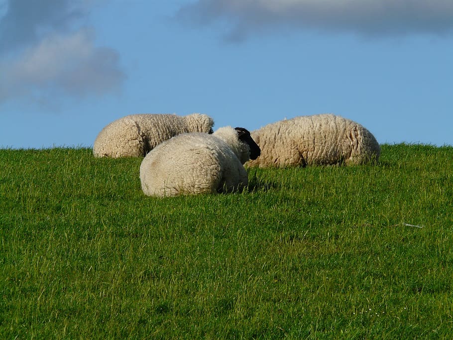 Flock, Sheep, Group, flock of sheep, concerns, rest, relax, coziness, rhön sheep, dike