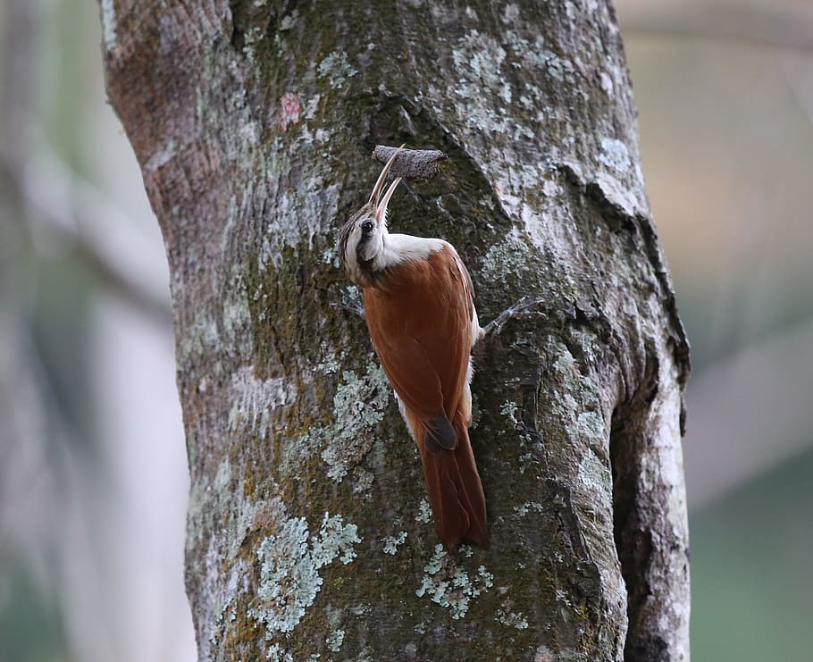 woodpecker brown, bird, going up, making nest, tropical birds, beak, flyer, wild, mammal, tree trunk