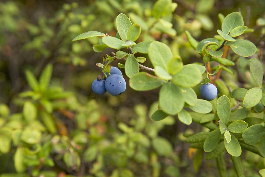 alaskan, blueberry, branch, wild, fruit, blue, nature, blueberries, leaves, edible